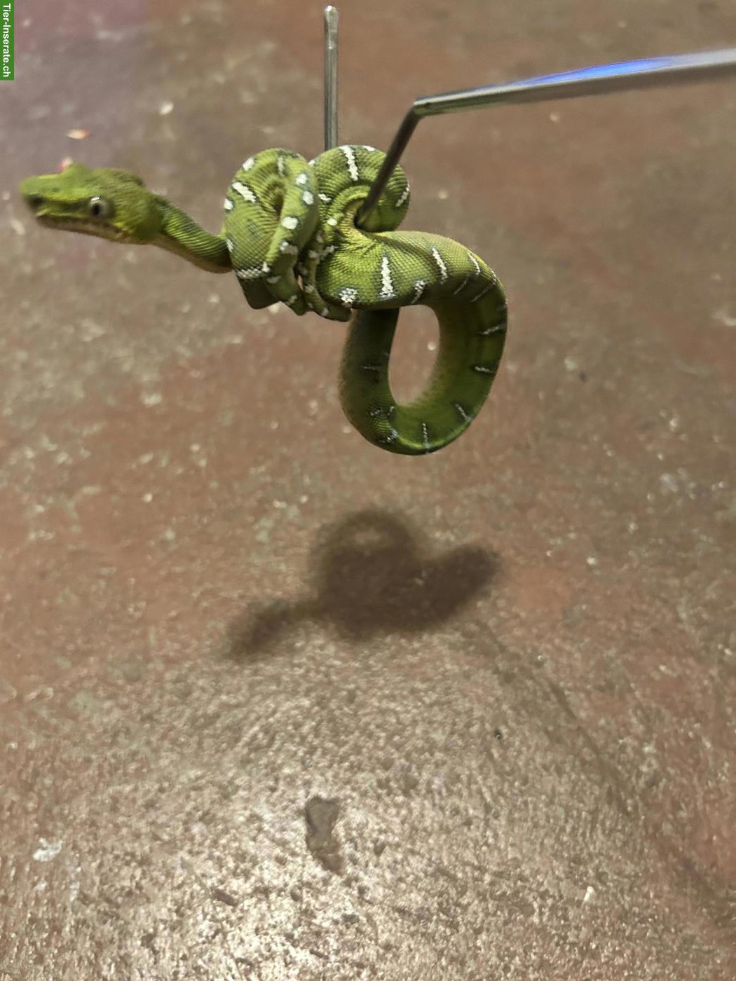 Bild 2: 0.1 Corallus caninus / Grüner Hundskopfschlinger