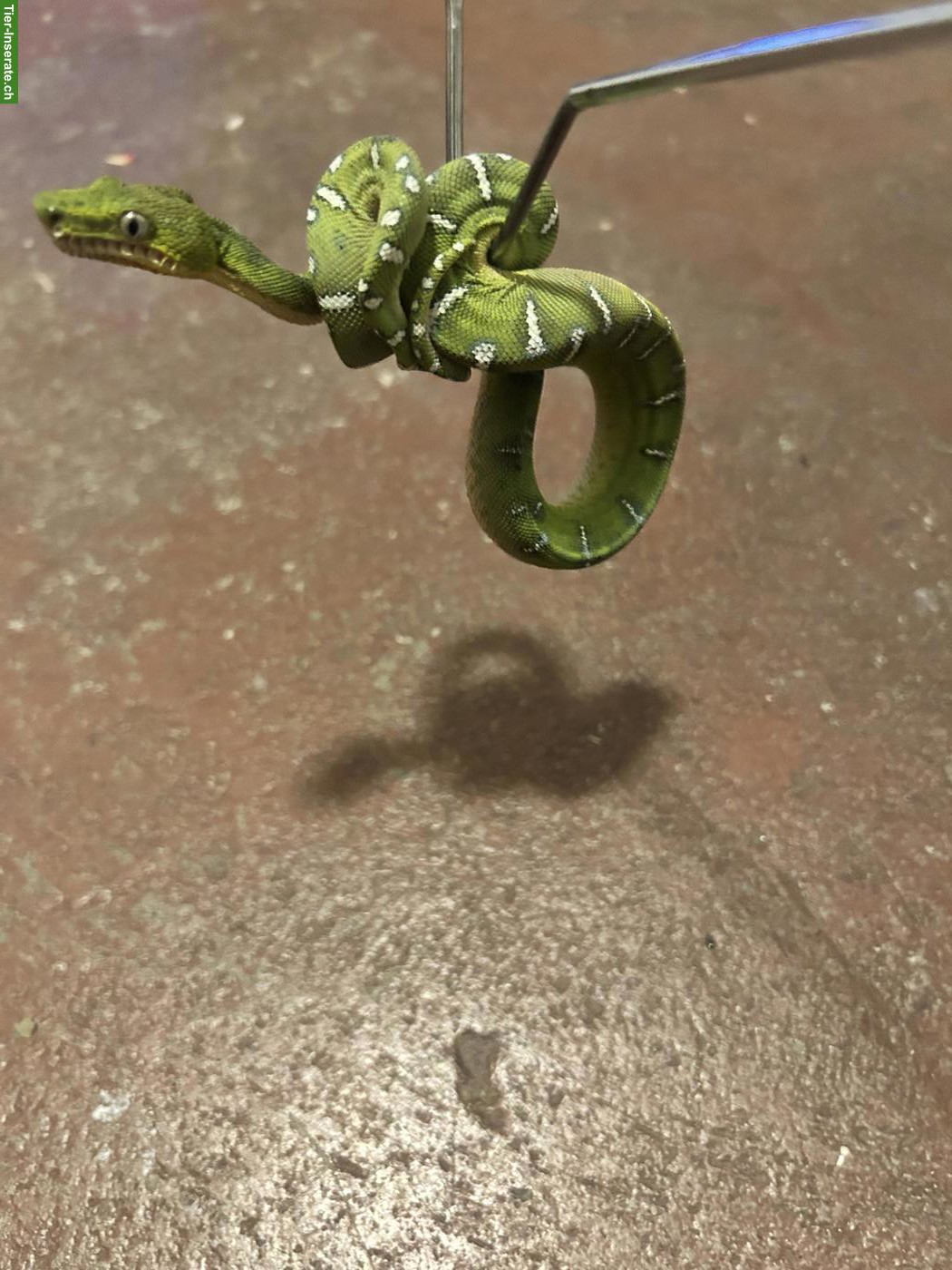 Bild 3: 0.1 Corallus caninus / Grüner Hundskopfschlinger