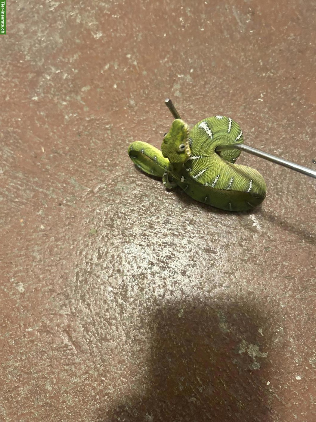 Bild 4: 0.1 Corallus caninus / Grüner Hundskopfschlinger