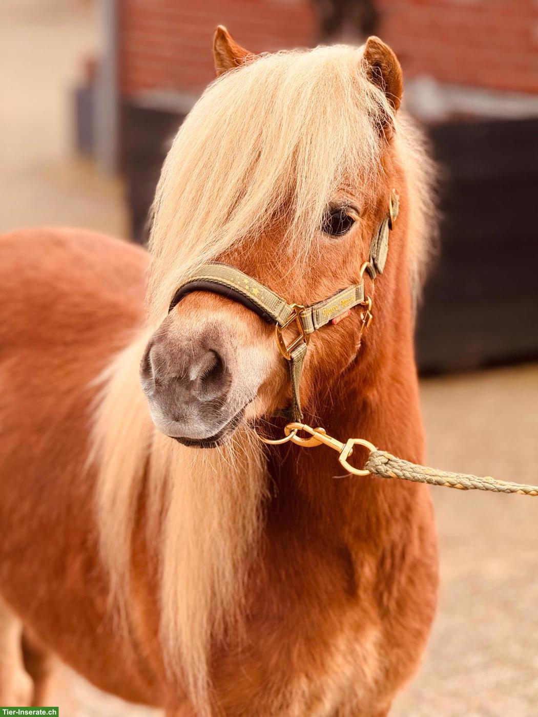 Shetlandponys zu verkaufen, 100-107cm, 5-12 Jahre alt