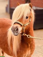Shetlandponys zu verkaufen, 100-107cm, 5-12 Jahre alt