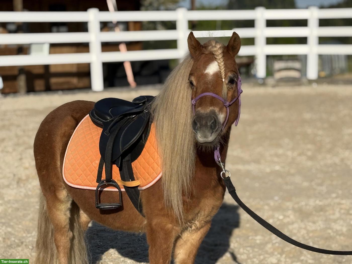 Bild 2: Shetlandponys zu verkaufen, 100-107cm, 5-12 Jahre alt