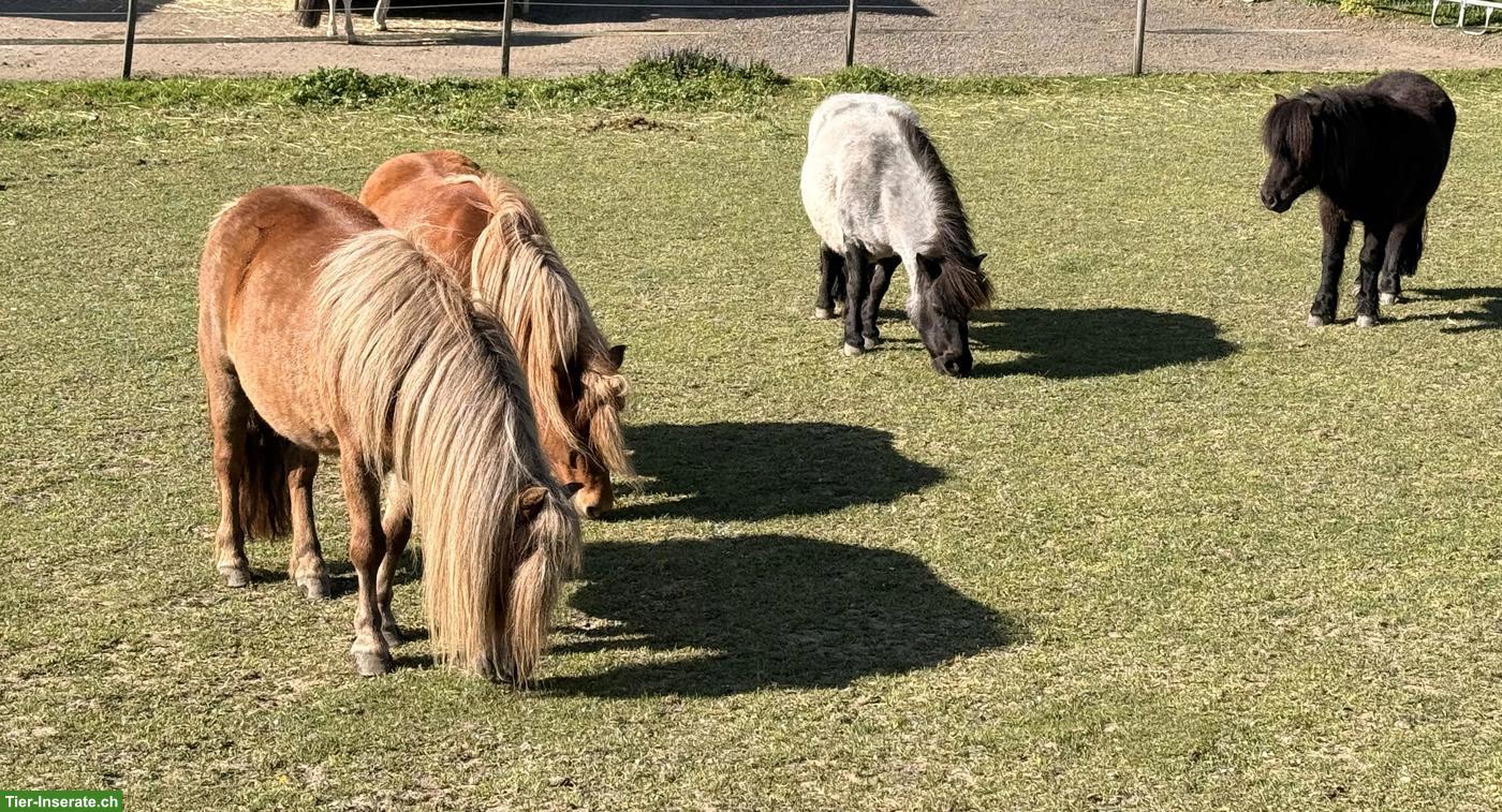 Bild 3: Shetlandponys zu verkaufen, 100-107cm, 5-12 Jahre alt