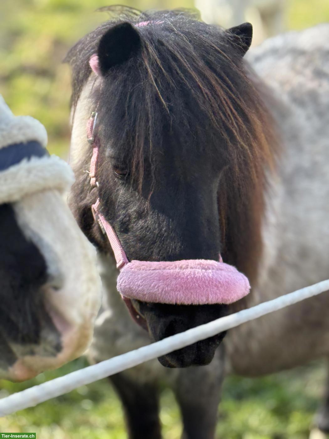 Bild 6: Shetlandponys zu verkaufen, 100-107cm, 5-12 Jahre alt