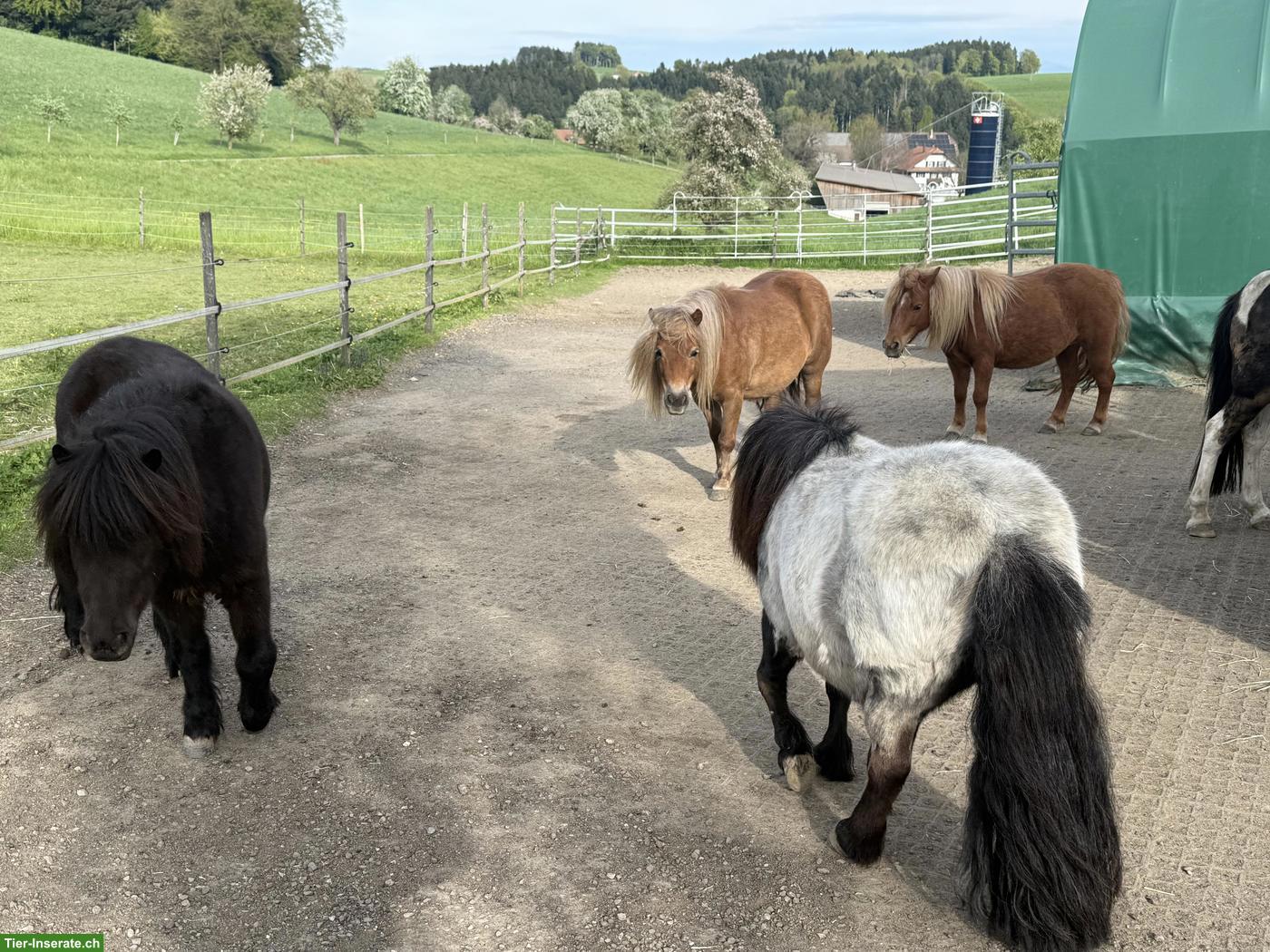 Bild 7: Shetlandponys zu verkaufen, 100-107cm, 5-12 Jahre alt