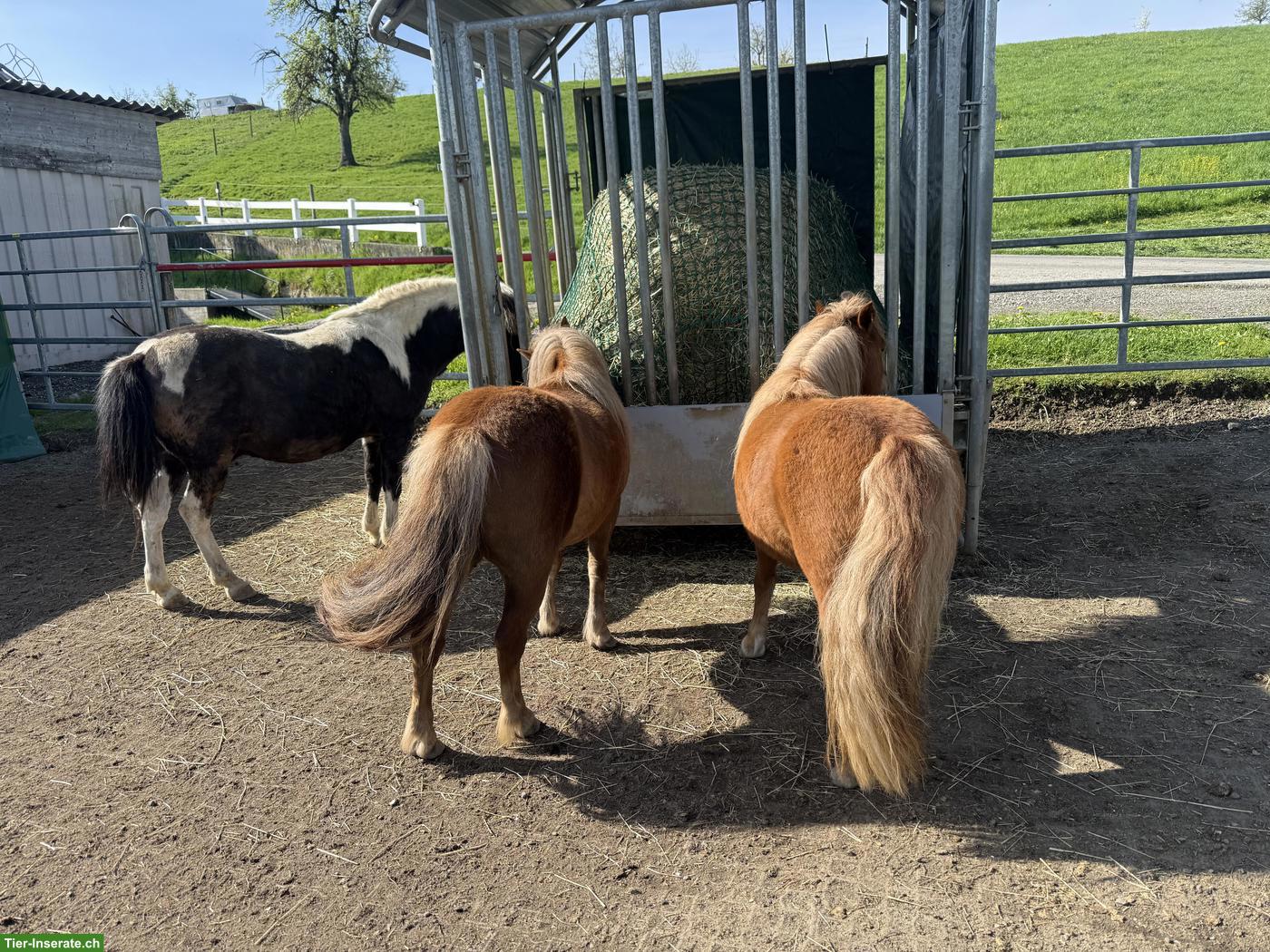 Bild 8: Shetlandponys zu verkaufen, 100-107cm, 5-12 Jahre alt