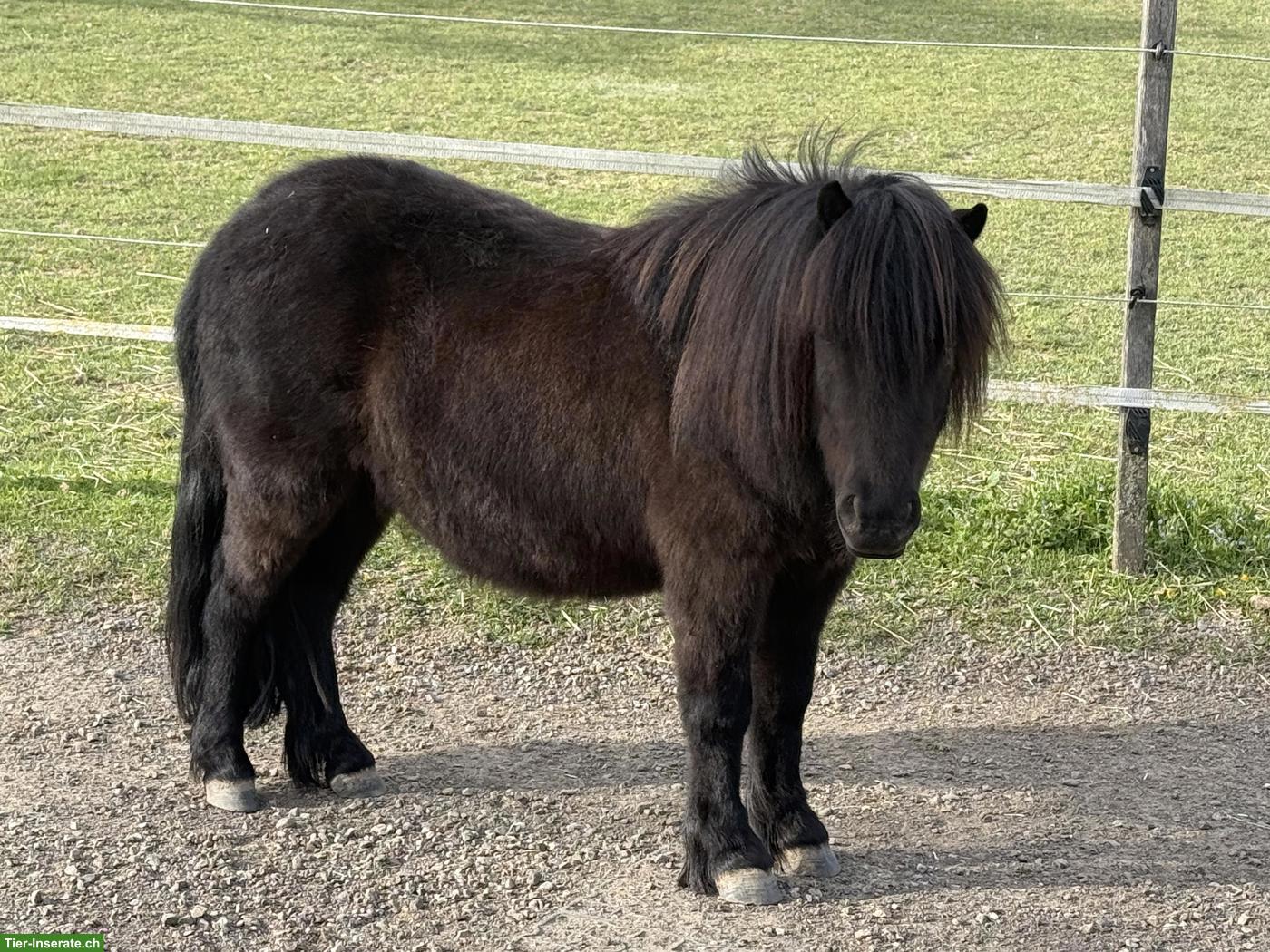 Bild 9: Shetlandponys zu verkaufen, 100-107cm, 5-12 Jahre alt