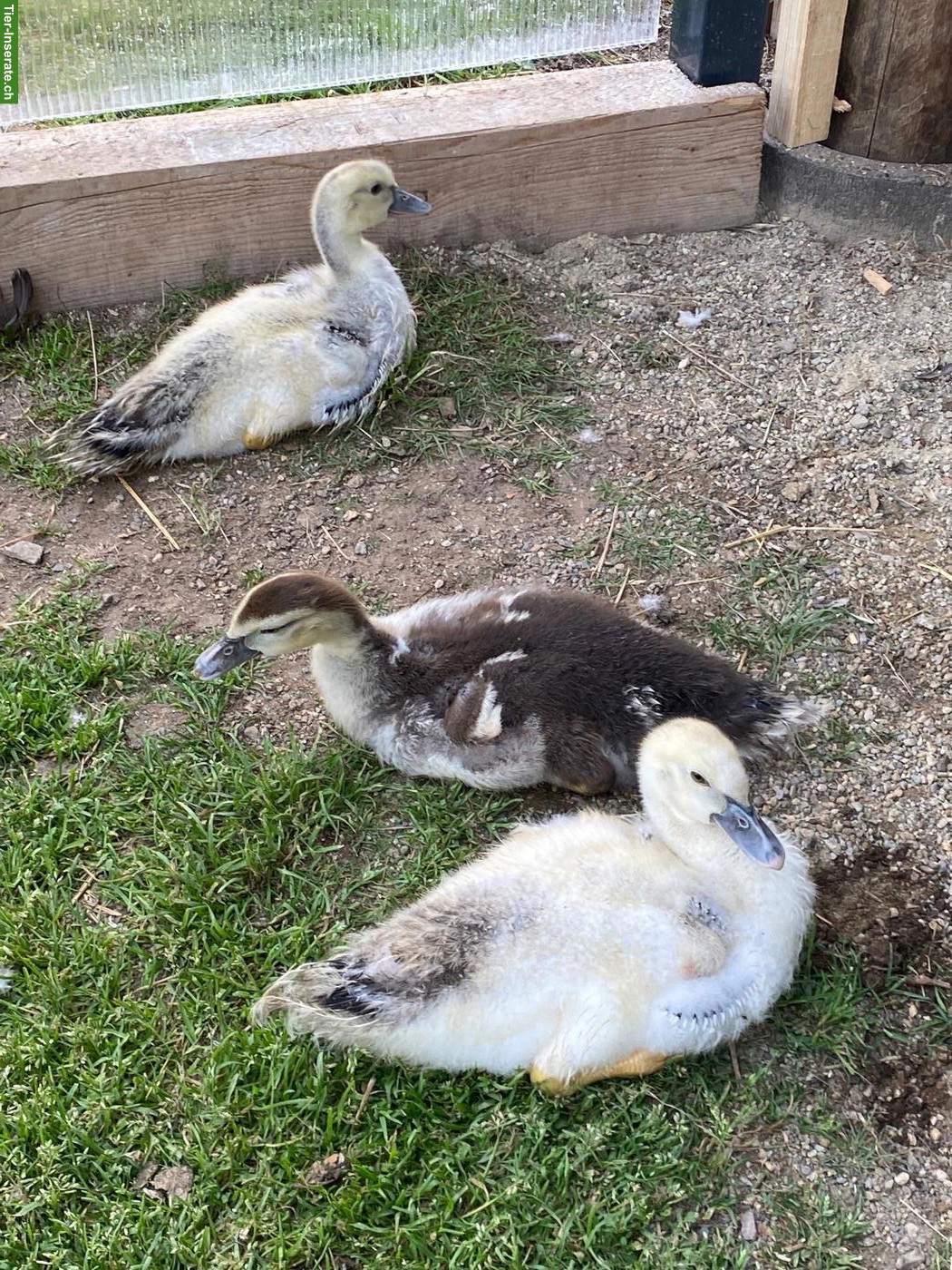 Moschusenten, Stummenten, Warzenenten Küken