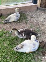 Moschusenten, Stummenten, Warzenenten Küken