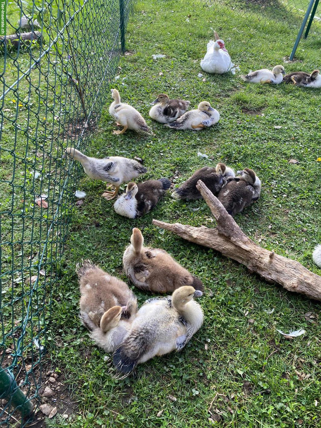 Bild 2: Moschusenten, Stummenten, Warzenenten Küken