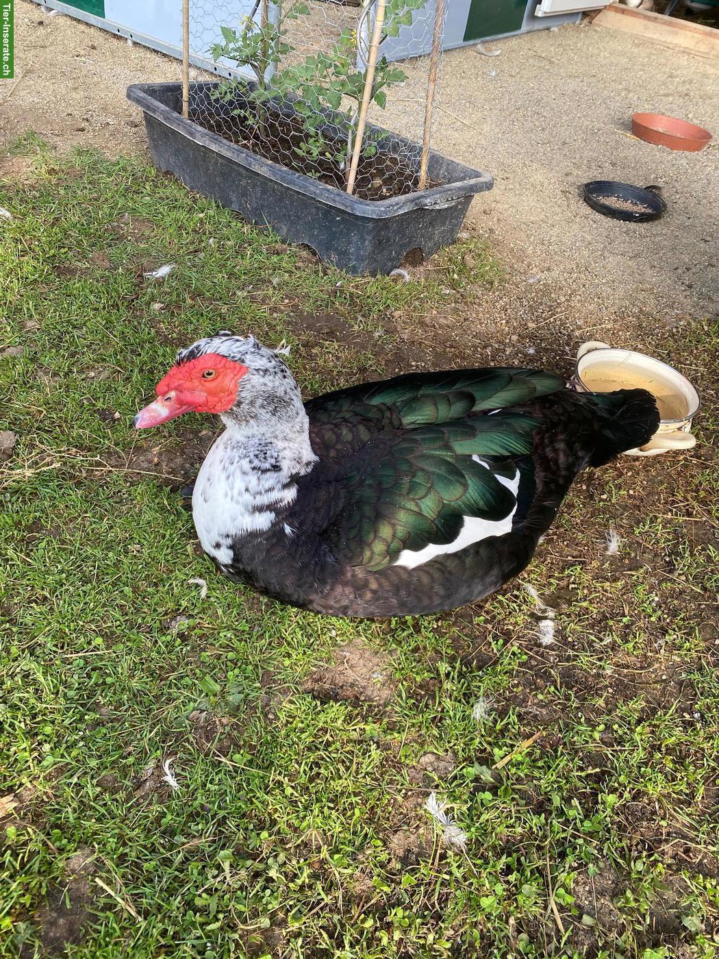 Bild 3: Moschusenten, Stummenten, Warzenenten Küken