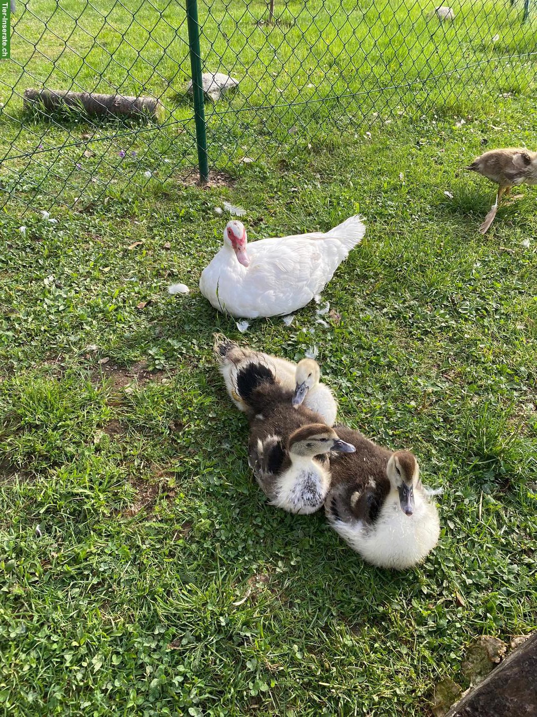 Bild 4: Moschusenten, Stummenten, Warzenenten Küken