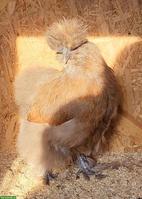 US-Silkies Henne, 2-jährig