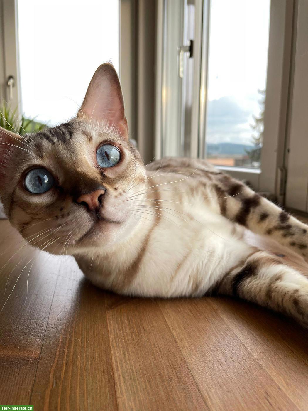 Bengal Kater sucht ruhiges Zuhause