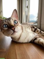 Bengal Kater sucht ruhiges Zuhause