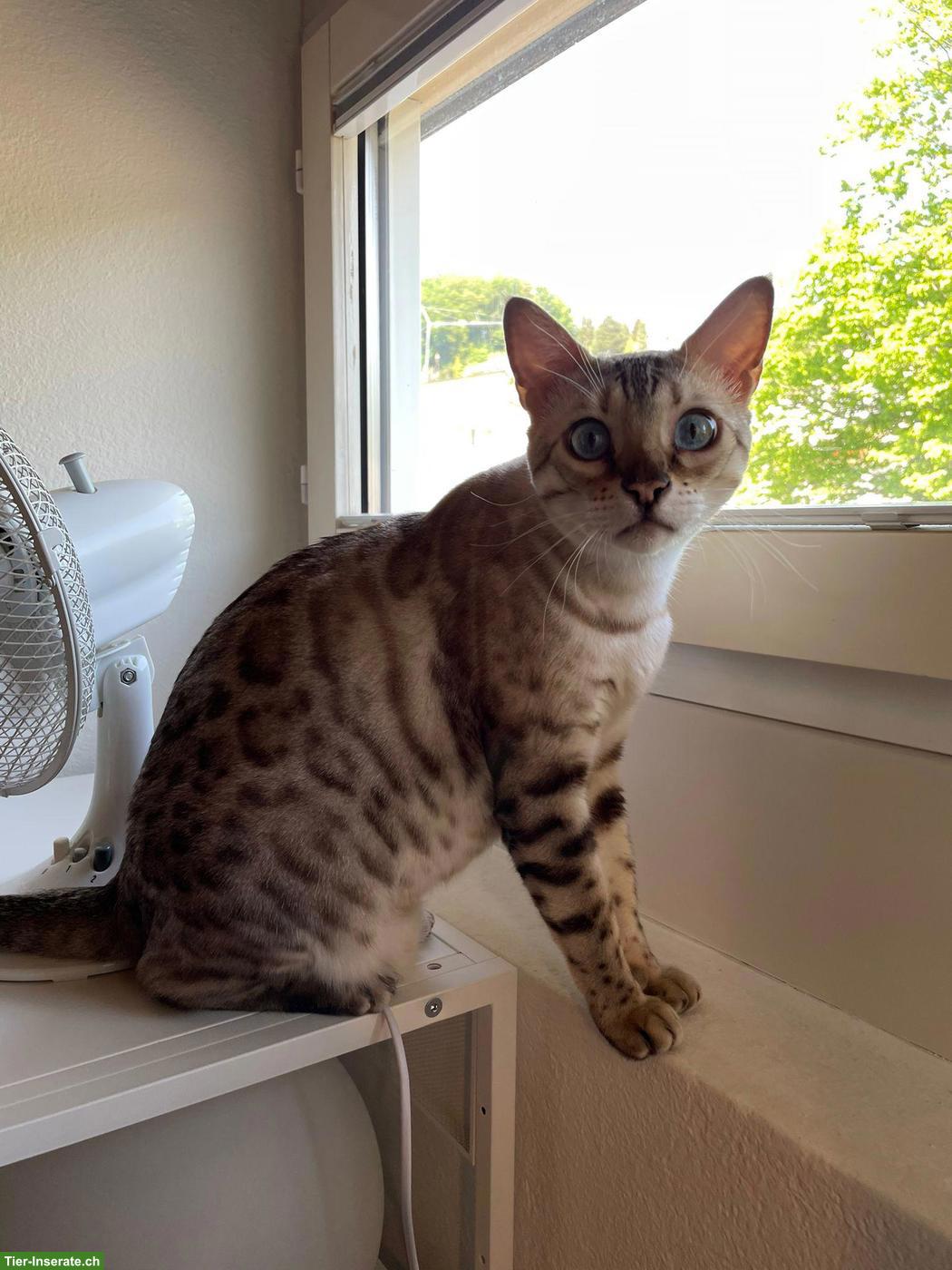 Bild 2: Bengal Kater sucht ruhiges Zuhause