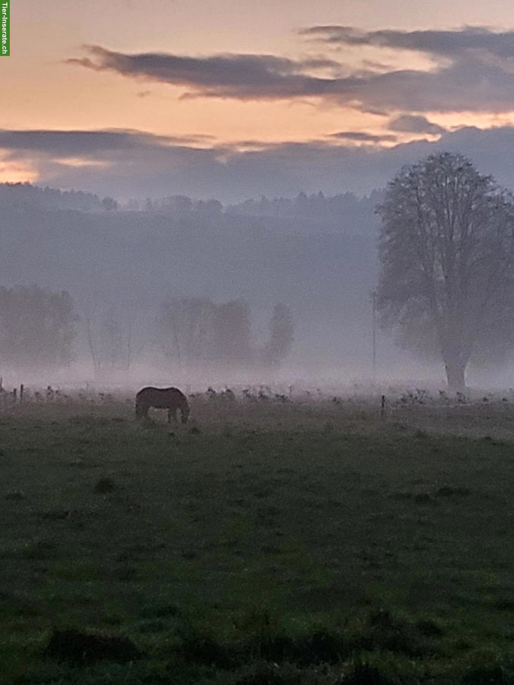 Selbstversorgerstall gesucht im Reusstal AG
