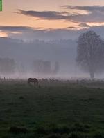 Selbstversorgerstall gesucht im Reusstal AG