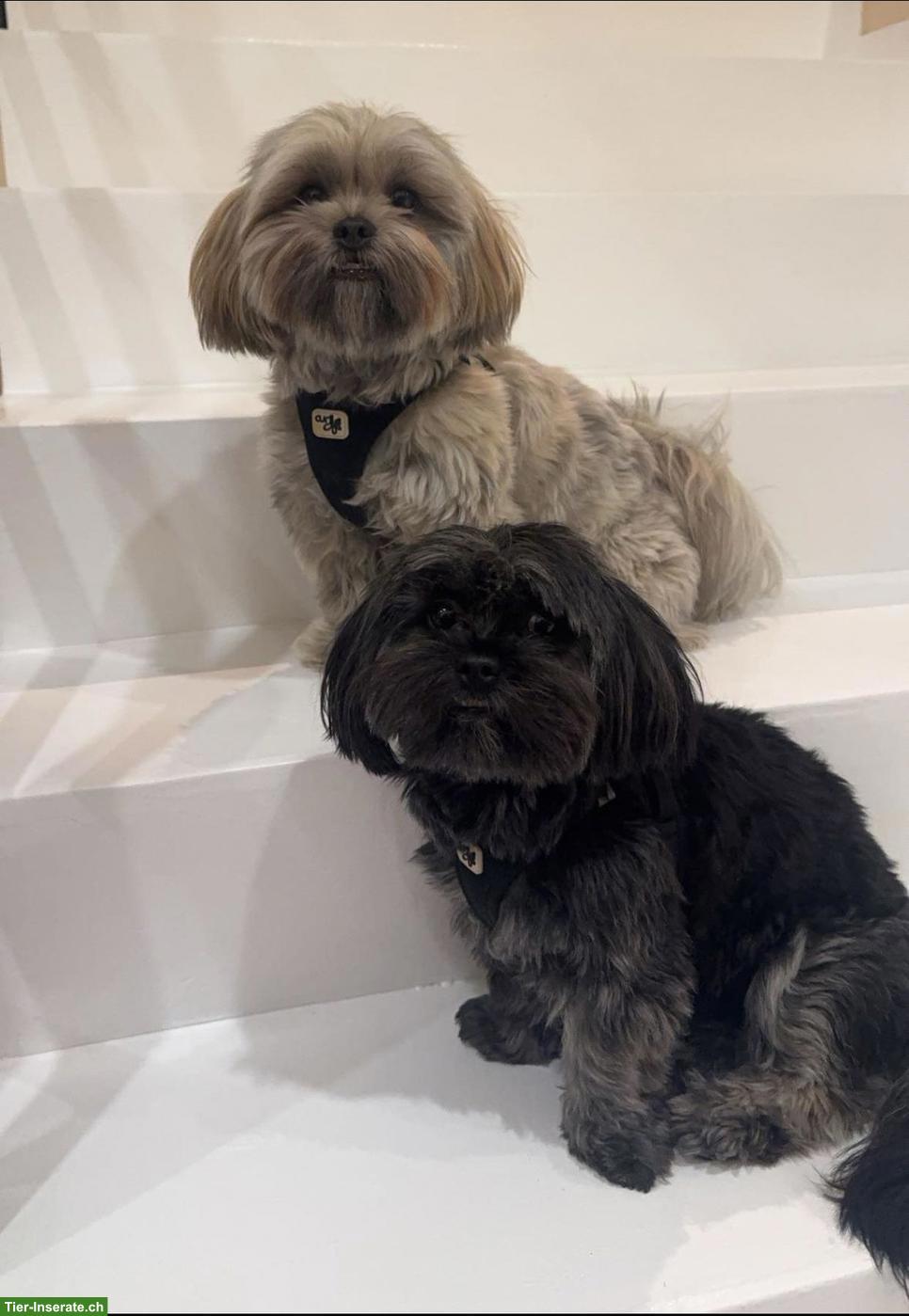 2 Malshi Hunde Nando / Orea suchen ein liebes Zuhause