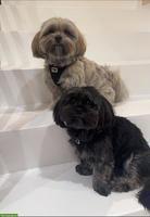 2 Malshi Hunde Nando / Orea suchen ein liebes Zuhause