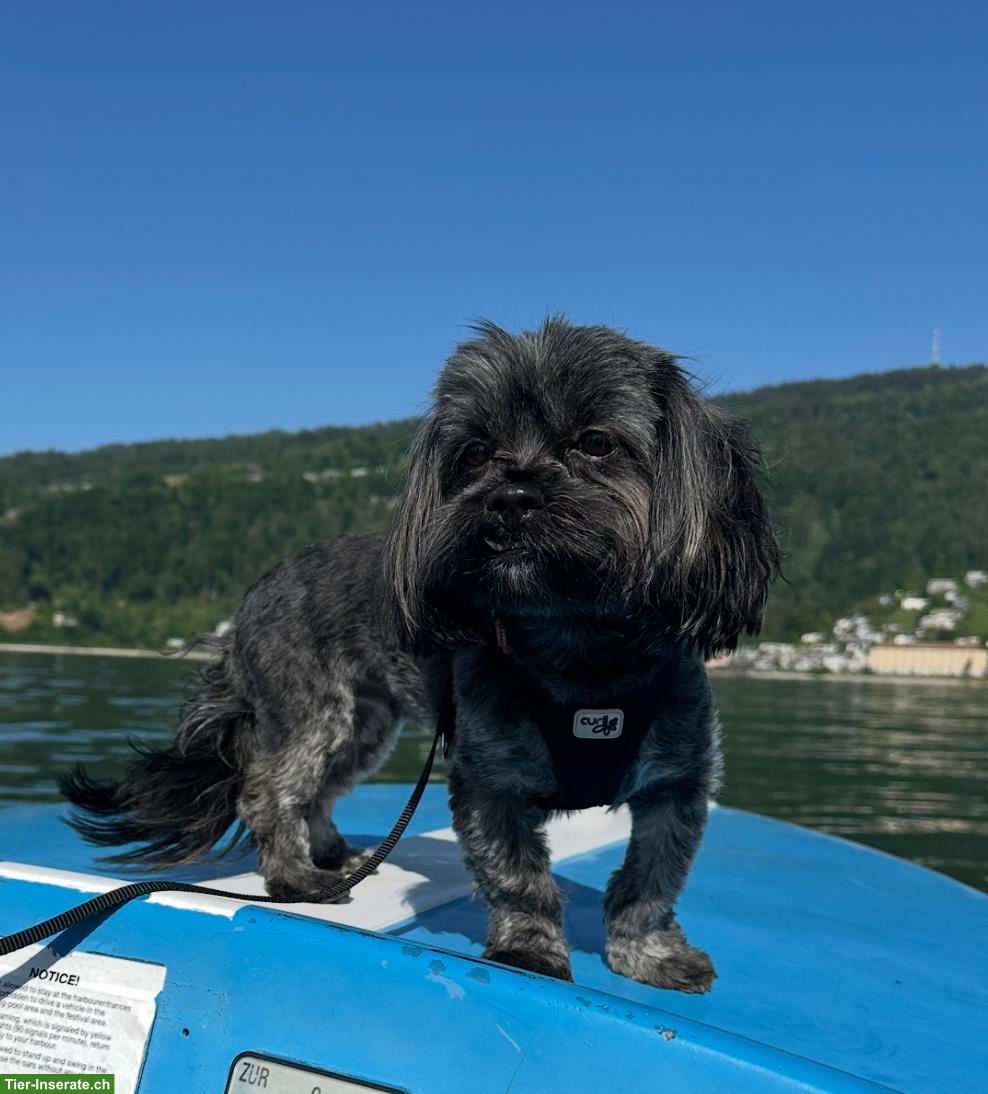 Bild 2: 2 Malshi Hunde Nando / Orea suchen ein liebes Zuhause