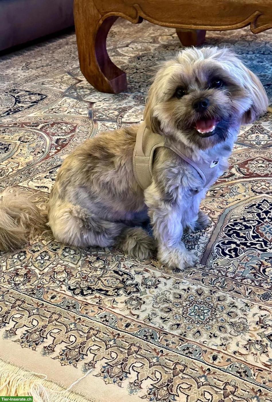 Bild 3: 2 Malshi Hunde Nando / Orea suchen ein liebes Zuhause