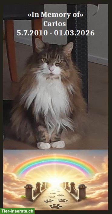 Norweger gesucht nach dem Tod, dass Kater Forest nicht alleine ist