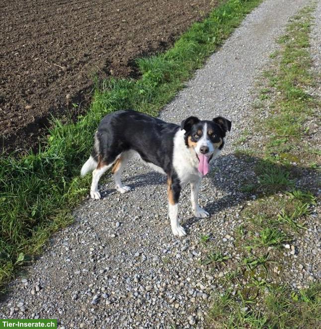 Border Collie x Bergermasker Appenzeller Hündin