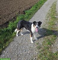 Border Collie x Bergermasker Appenzeller Hündin