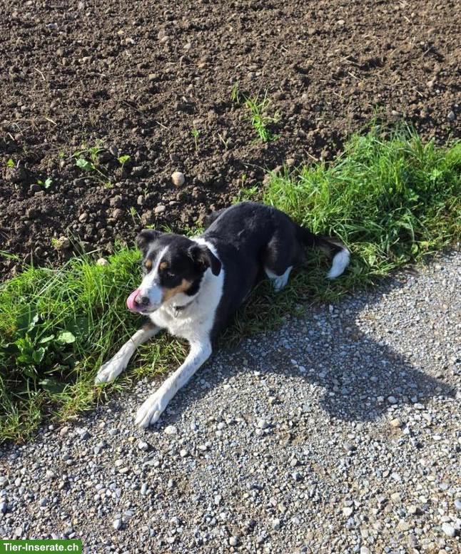 Bild 2: Border Collie x Bergermasker Appenzeller Hündin