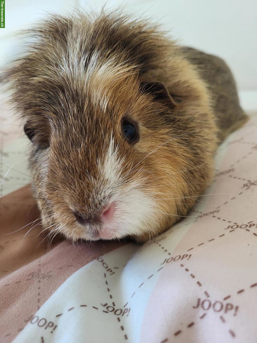 Meerschweinchen Toffey sucht für immer Zuhause in Weibchengruppe