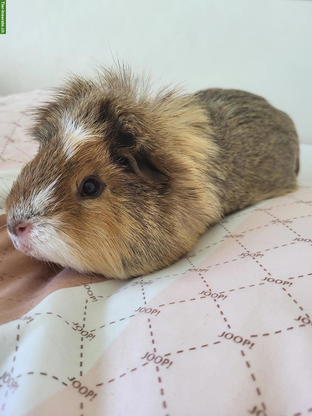 Bild 2: Meerschweinchen Toffey sucht für immer Zuhause in Weibchengruppe