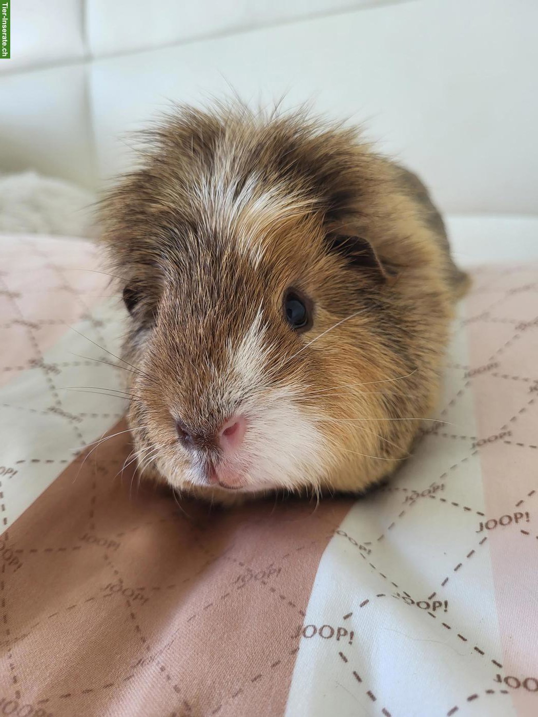 Bild 3: Meerschweinchen Toffey sucht für immer Zuhause in Weibchengruppe