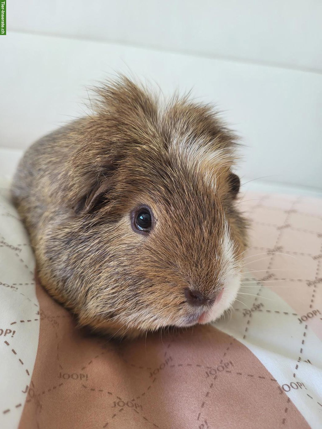 Bild 4: Meerschweinchen Toffey sucht für immer Zuhause in Weibchengruppe