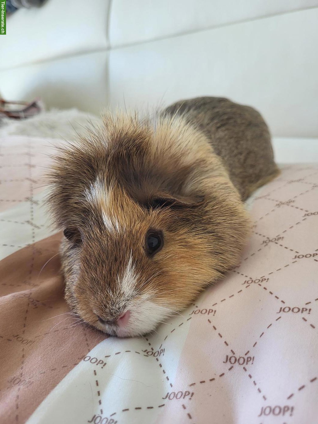 Bild 5: Meerschweinchen Toffey sucht für immer Zuhause in Weibchengruppe