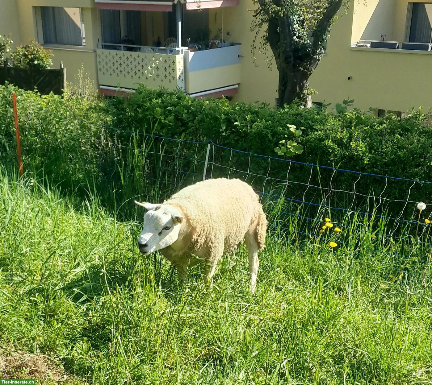 Junger Beltex Schafbock zu verkaufen