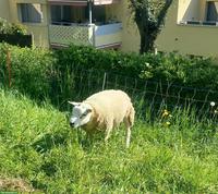 Junger Beltex Schafbock zu verkaufen