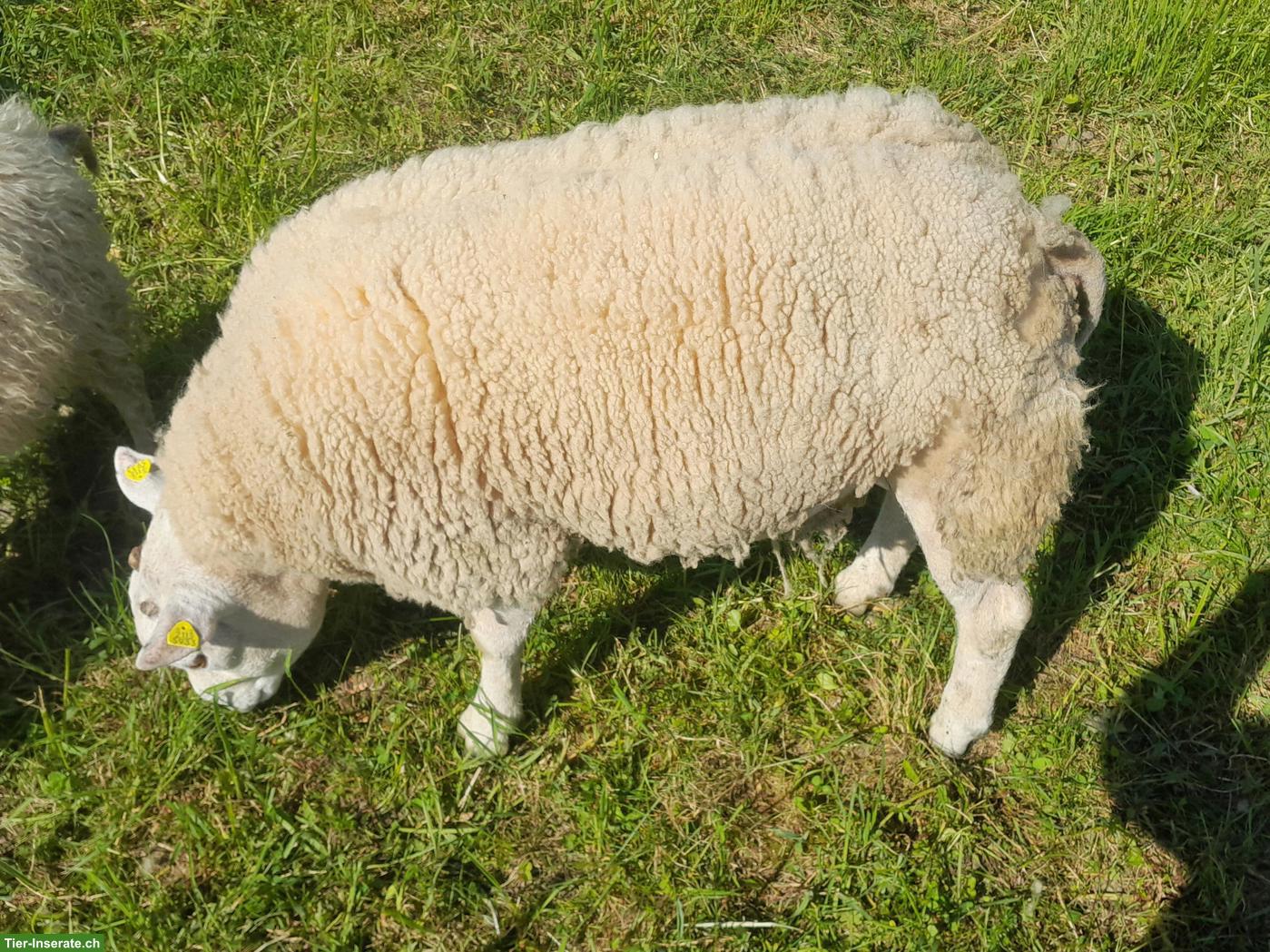 Bild 2: Junger Beltex Schafbock zu verkaufen