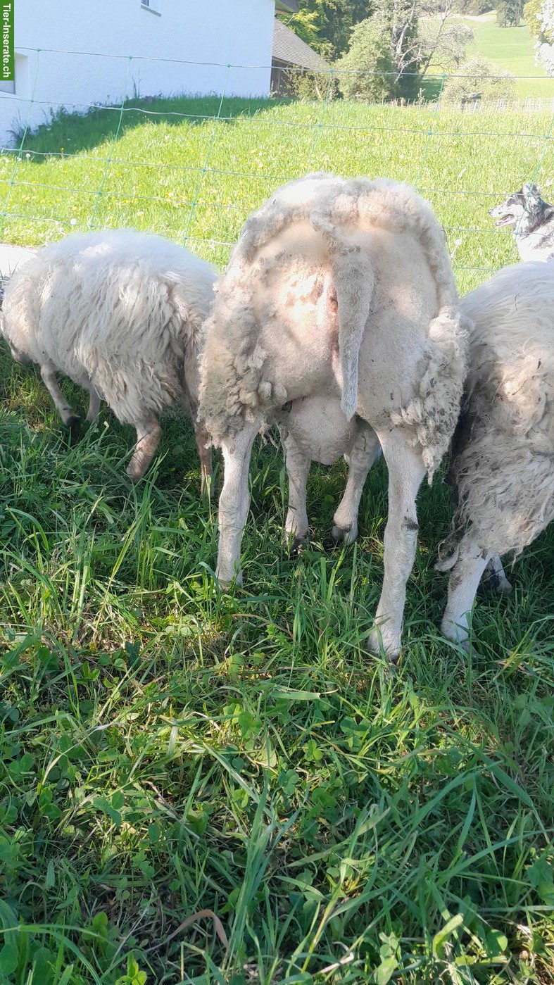 Bild 3: Junger Beltex Schafbock zu verkaufen