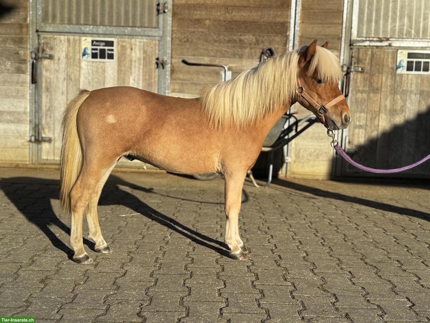 Mini Shetlandpony, wunderschöner einjähriger Hengst