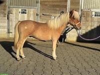 Mini Shetlandpony, wunderschöner einjähriger Hengst