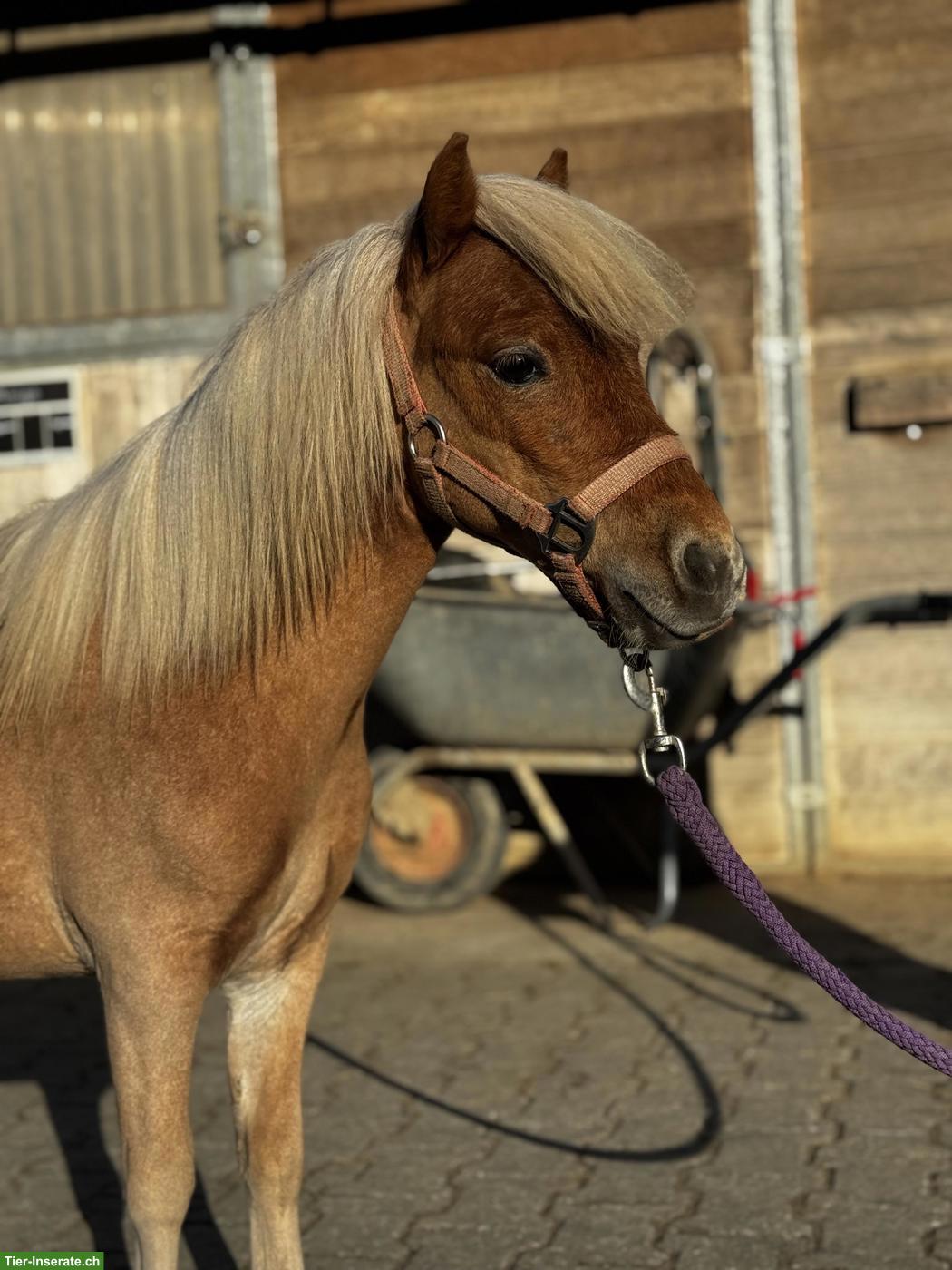 Bild 2: Mini Shetlandpony, wunderschöner einjähriger Hengst