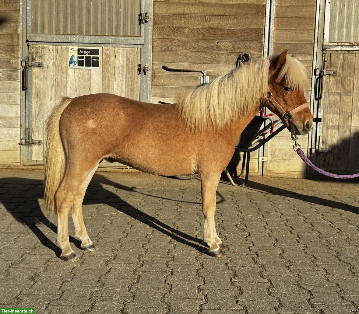 Bild 3: Mini Shetlandpony, wunderschöner einjähriger Hengst