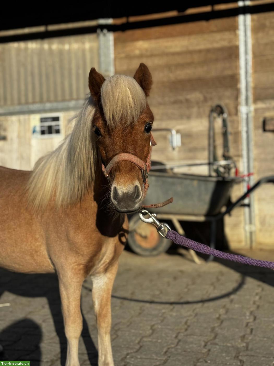 Bild 4: Mini Shetlandpony, wunderschöner einjähriger Hengst