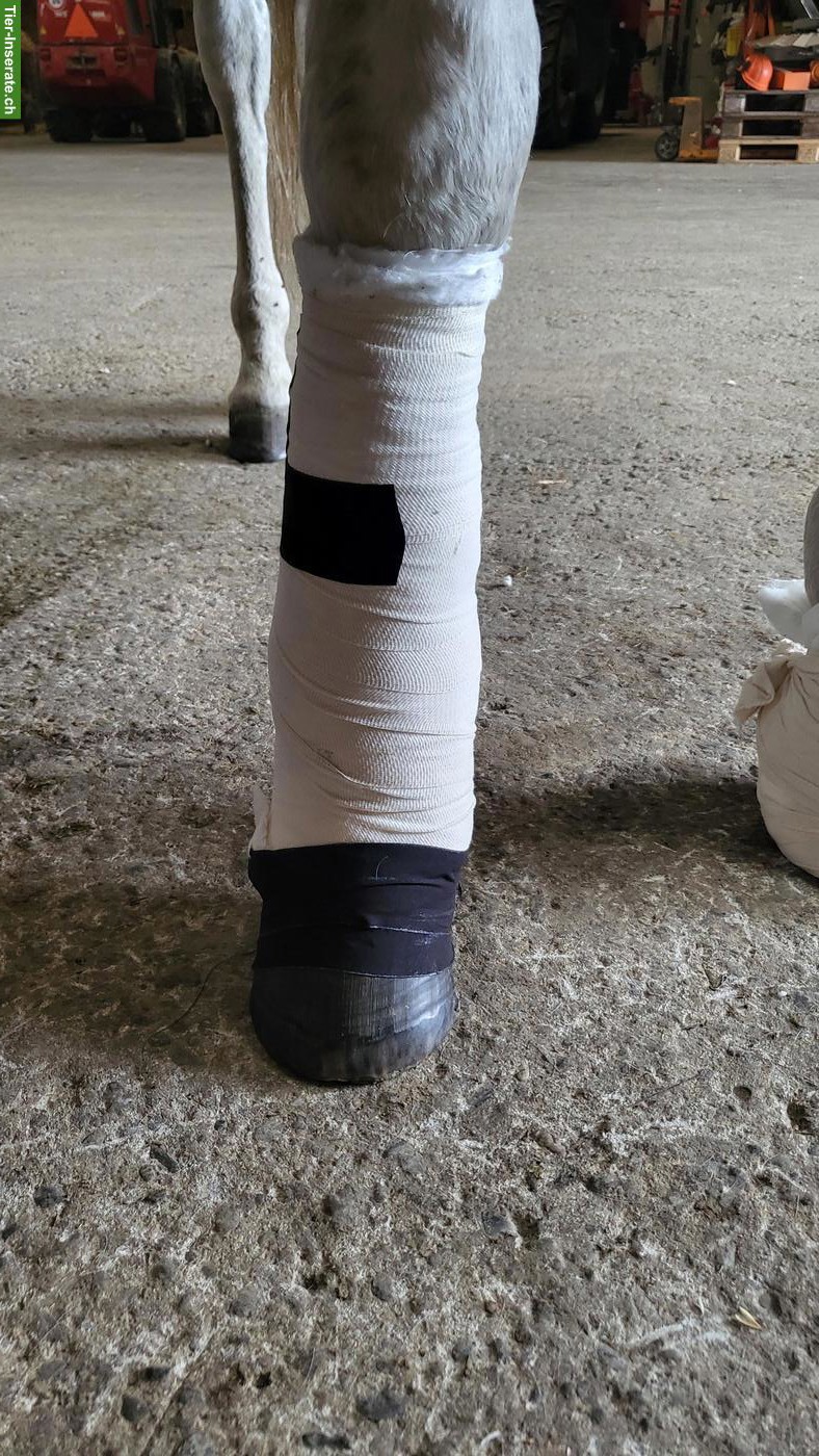 Pferde Nothelferkurs in Tägerig AG