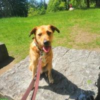 Tibet Terrier Rüde Niki sucht ein neues Zuhause