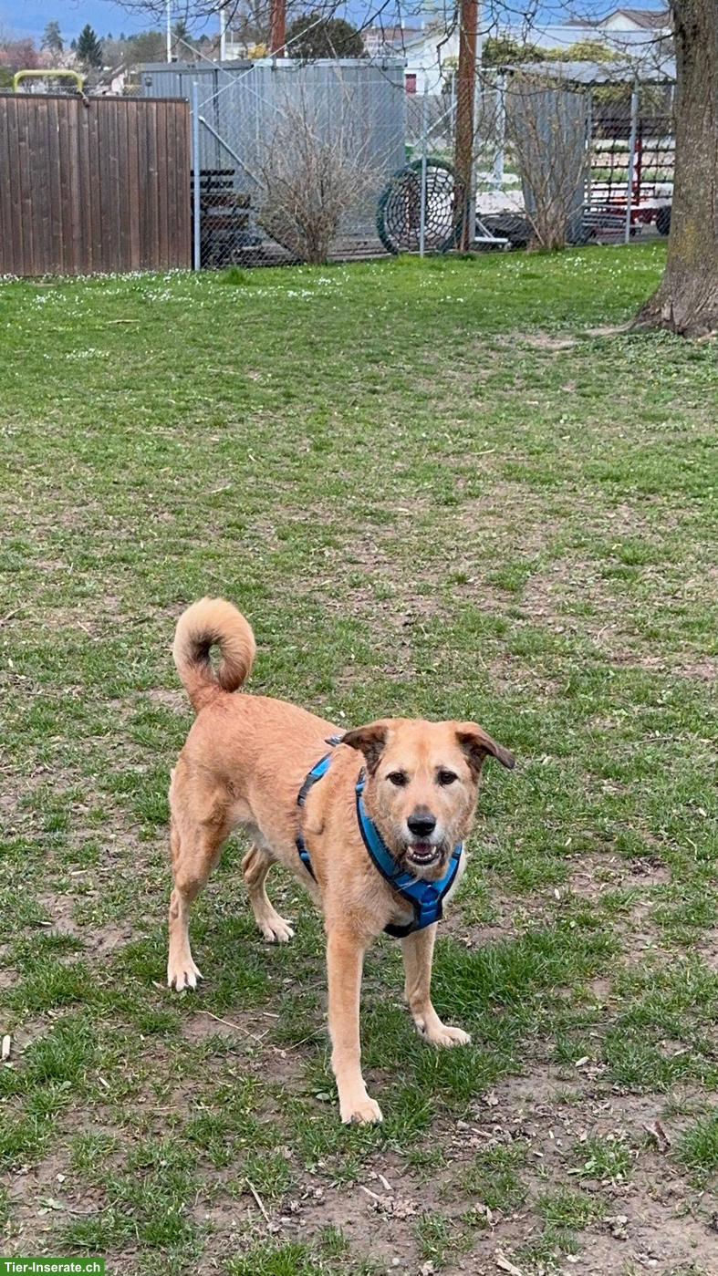 Bild 10: Tibet Terrier Rüde Niki sucht ein neues Zuhause