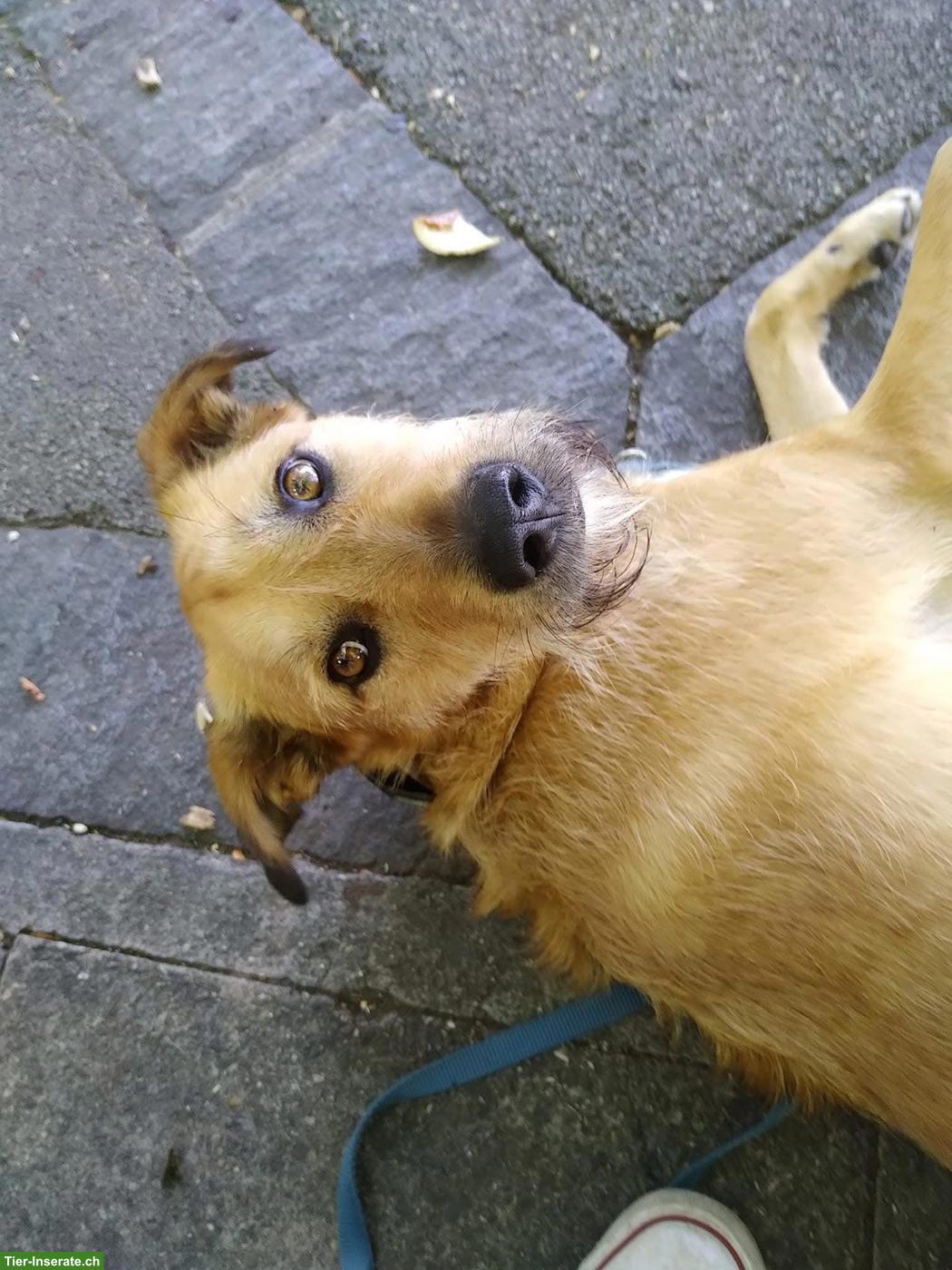 Bild 2: Tibet Terrier Rüde Niki sucht ein neues Zuhause