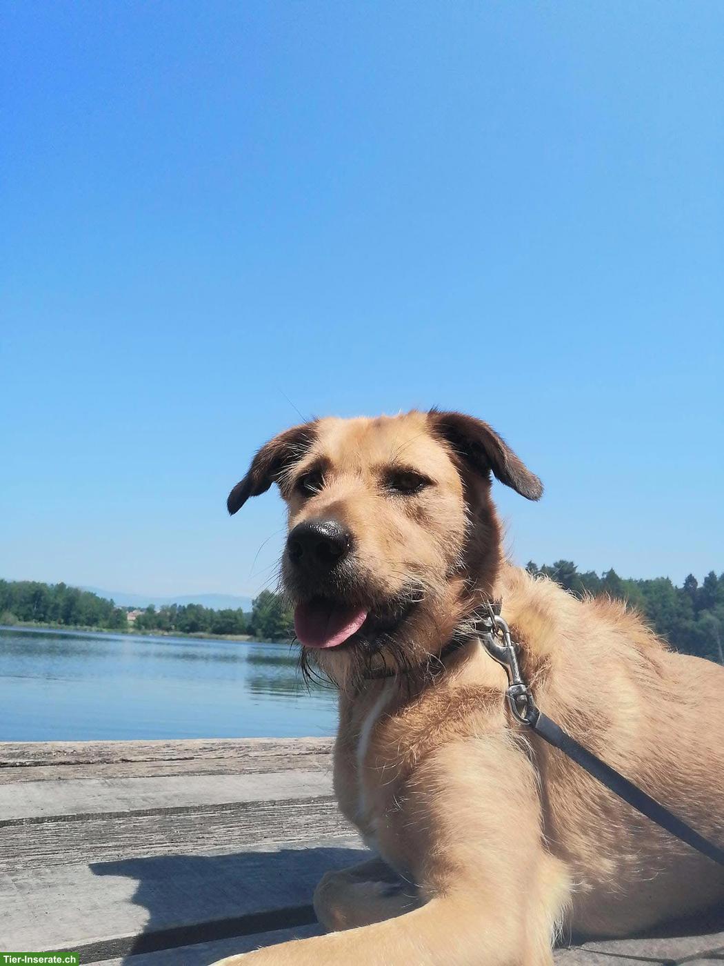 Bild 3: Tibet Terrier Rüde Niki sucht ein neues Zuhause