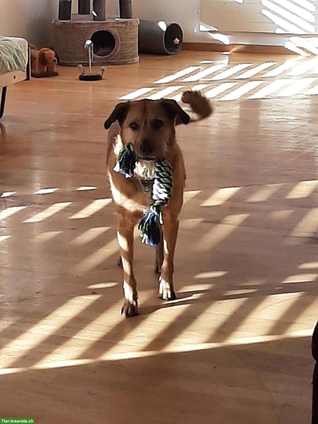 Bild 4: Tibet Terrier Rüde Niki sucht ein neues Zuhause